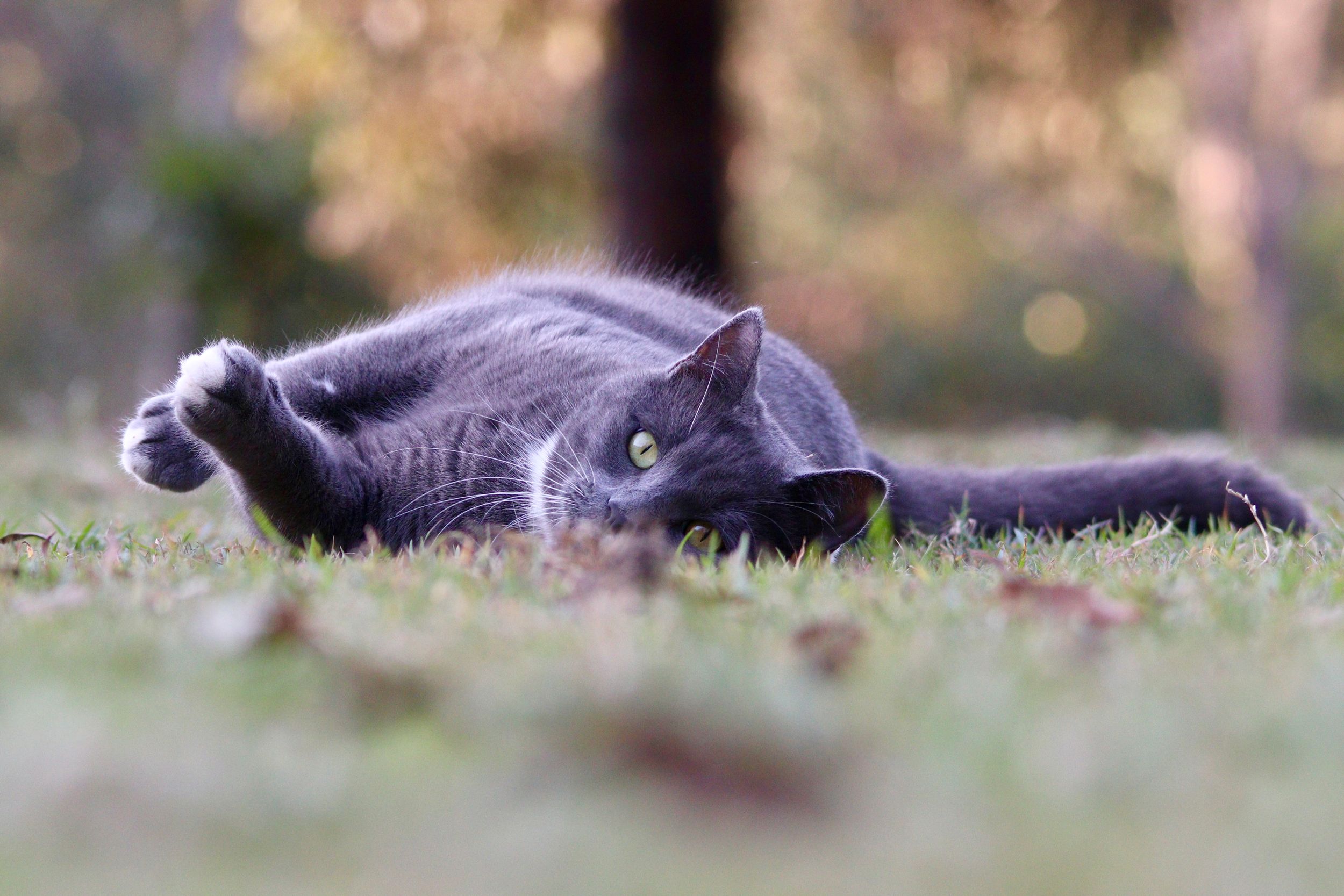 Our resident cat Luna