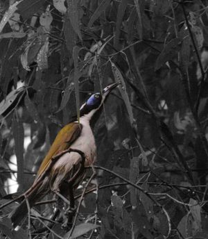 Bush birds