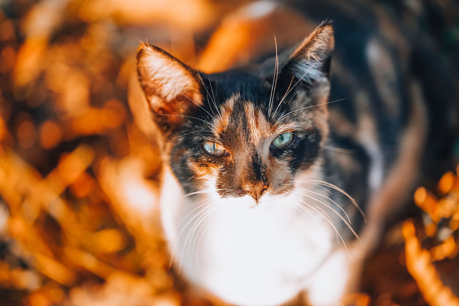 Close-up portraits of calico cat against vibrant orange autumn foliage background.