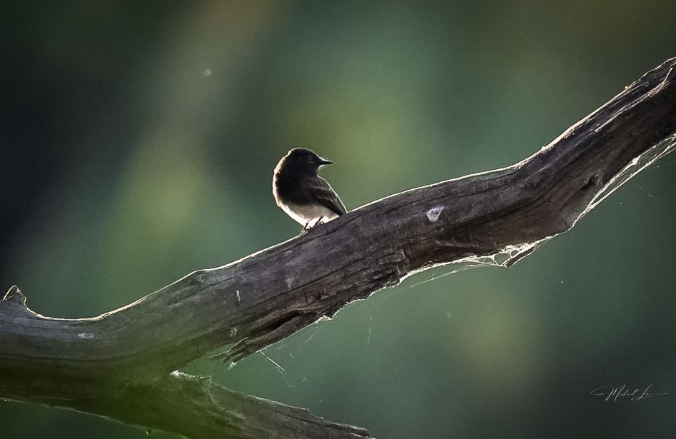 Small bird silhouetted on a dark branch against soft bokeh background.