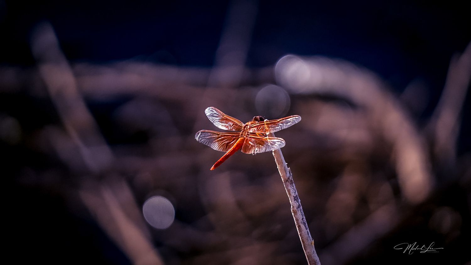 Orange dragonfly perched on a thin branch against a blurred dark background.
