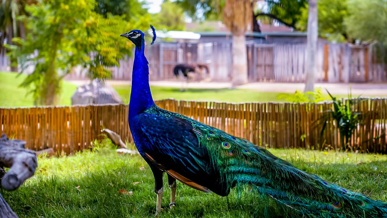 Vibrant peacock displaying its iridescent blue feathers in a garden setting.