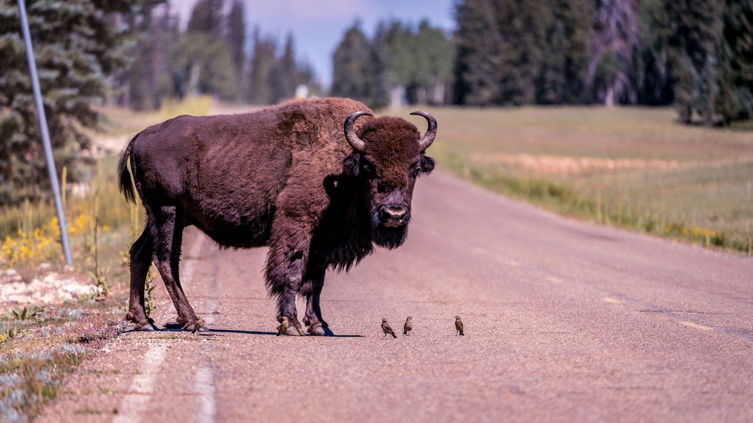 Large bison standing on a paved road in a wilderness area.