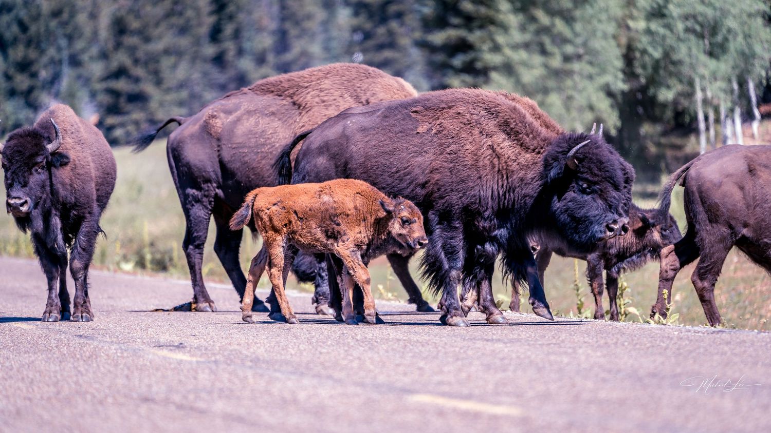 Herd of bison with young calf walking along a road in a forested area.