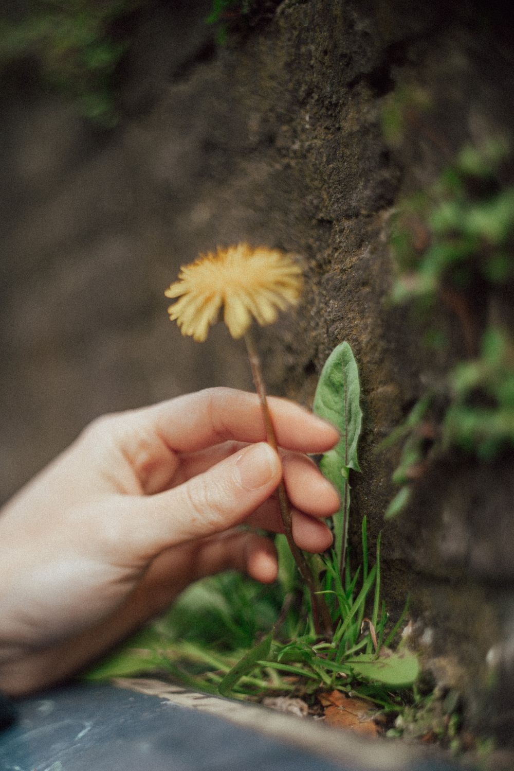A hand gently touches a yellow dandelion flower growing from dark soil.
