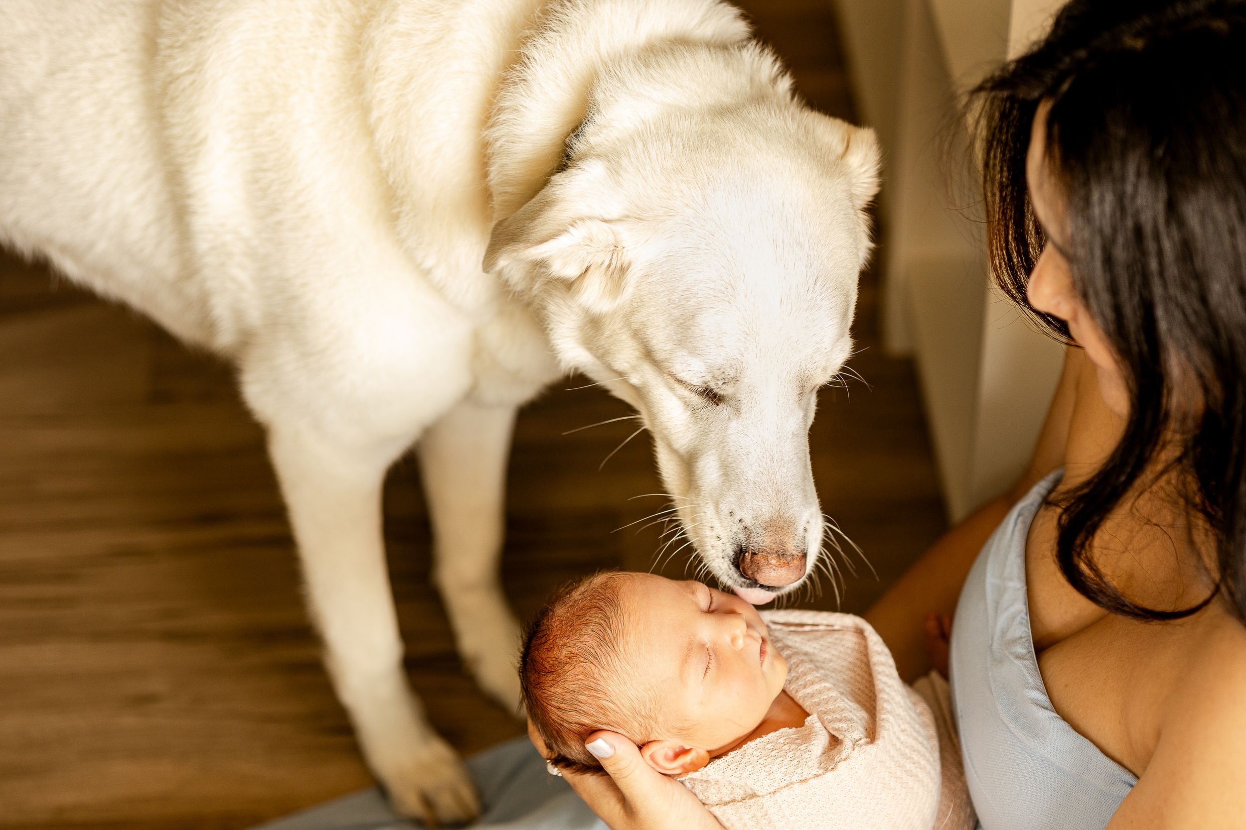 White dog gently sniffing newborn baby held in caregiver's arms.
