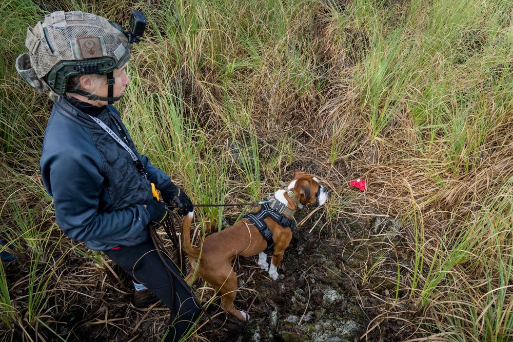Civilian dog handler Davina handles Alphie the Boxer Dog on a track in Waiuku, New Zealand during a GAK9 Australia workshop.