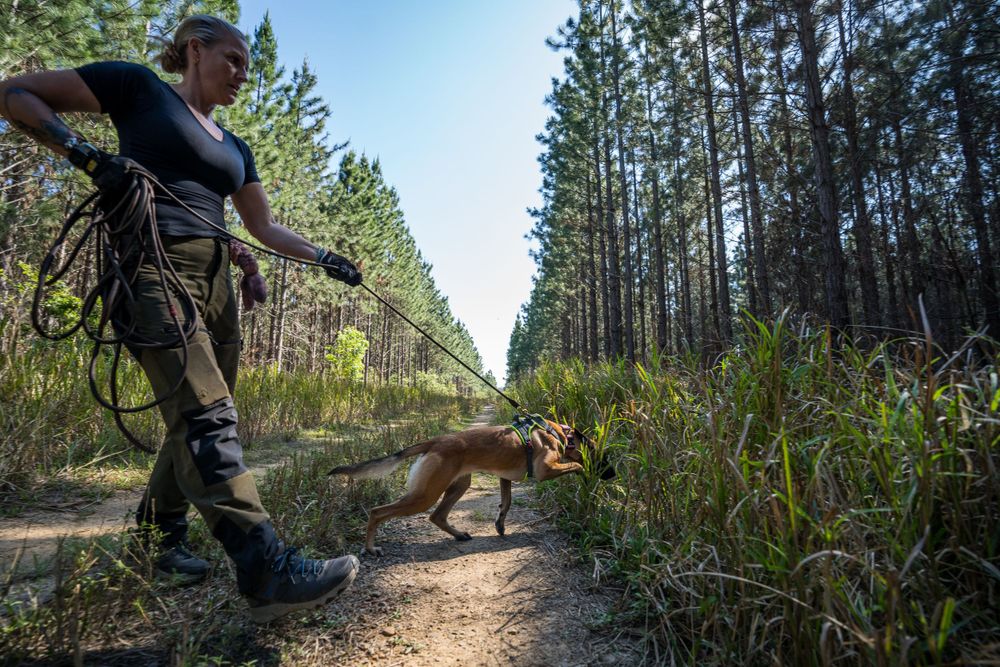 Civilian dog handler Kat handles Chompy the Belgian Malinois on a track in Beerwah, QLD during a GAK9 Australia workshop.
