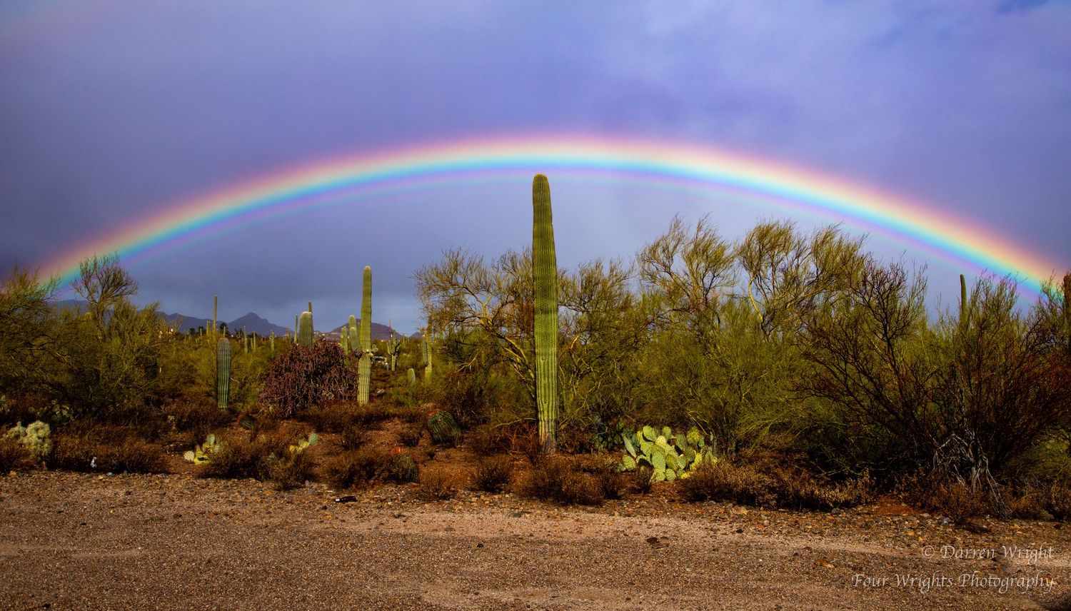 Vibrant double rainbow arches over desert landscape with tall saguaro cacti and desert vegetation.