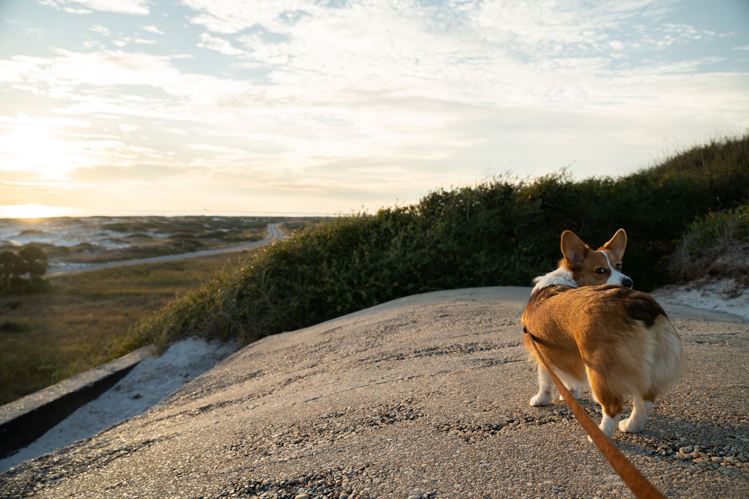 Dog stands on sandy path overlooking scenic coastal landscape during golden hour.