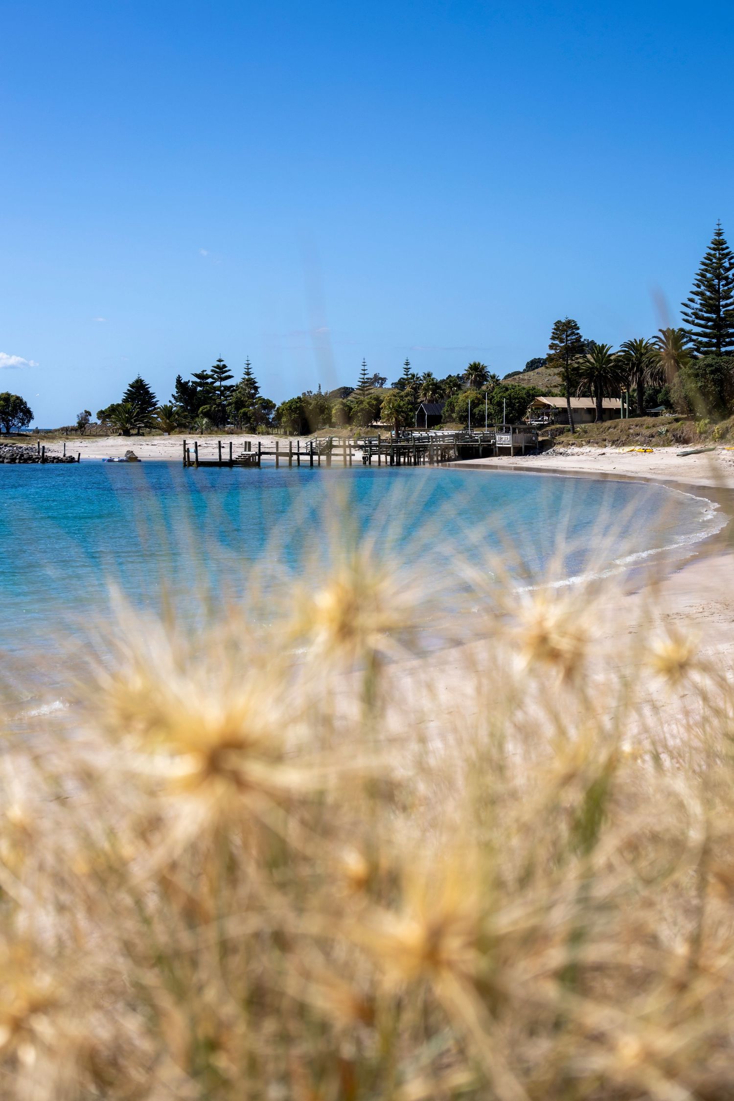 Golden dune grass in the foreground with turquoise water and a sandy beach stretching under a clear blue sky.