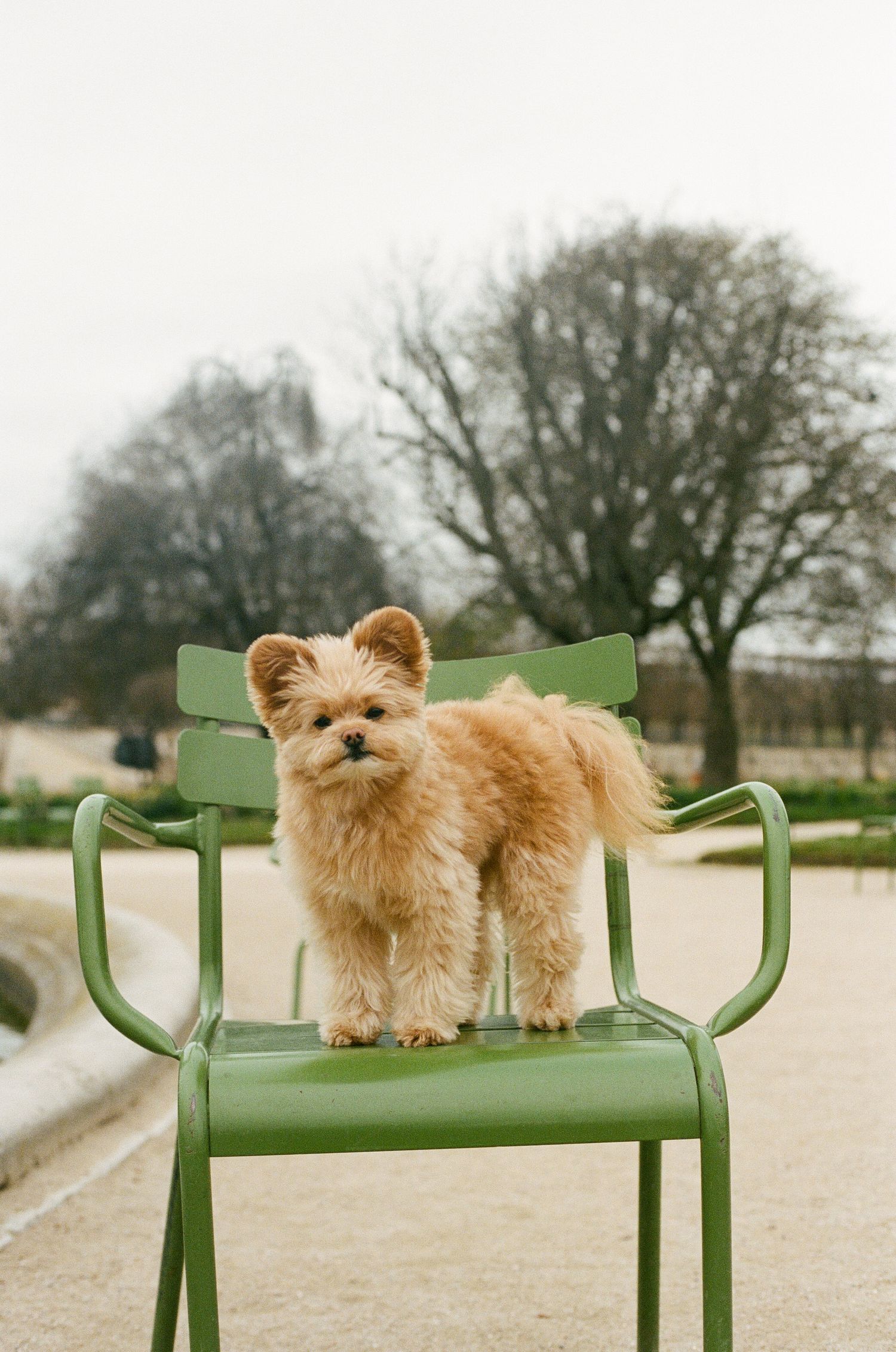 Small fluffy tan dog stands on green metal chair in a park with bare trees in the background.