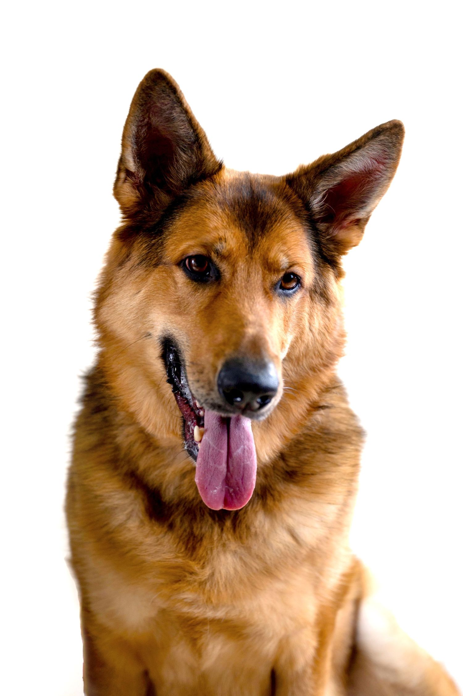 Portrait of a happy German Shepherd mix dog with brown fur and pointed ears looking at camera on white background.