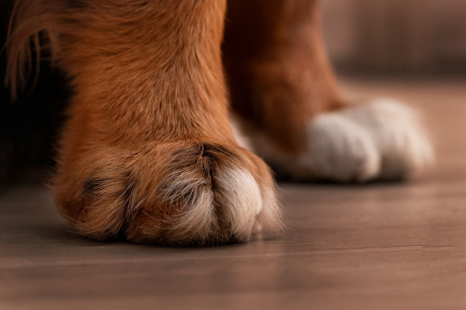 fotografia di famiglia a bruino torino - tema animali domestici, quattro zampe e pelosetti