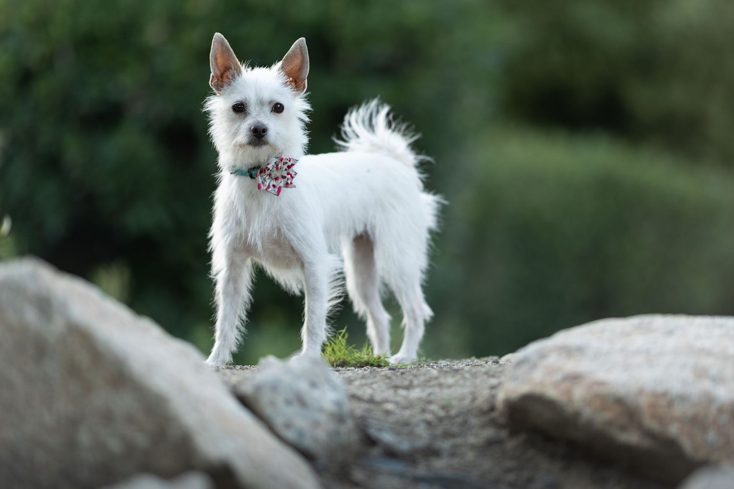 Small white terrier dog with perked ears stands alertly on rocky surface against blurred green background.