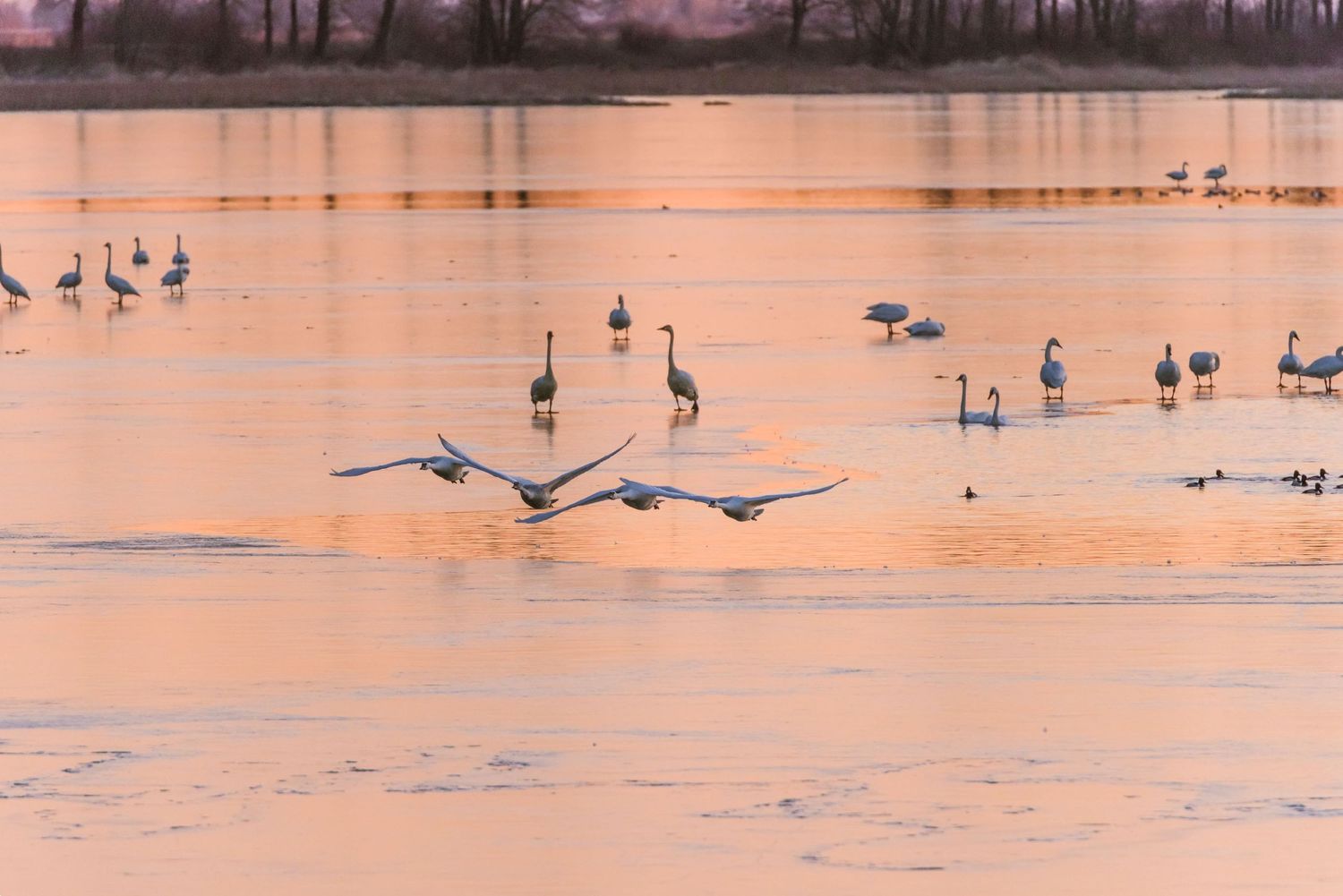 Trumpeter swan, Pitt-Addington Marsh, Pitt Lake, Pitt Meadows