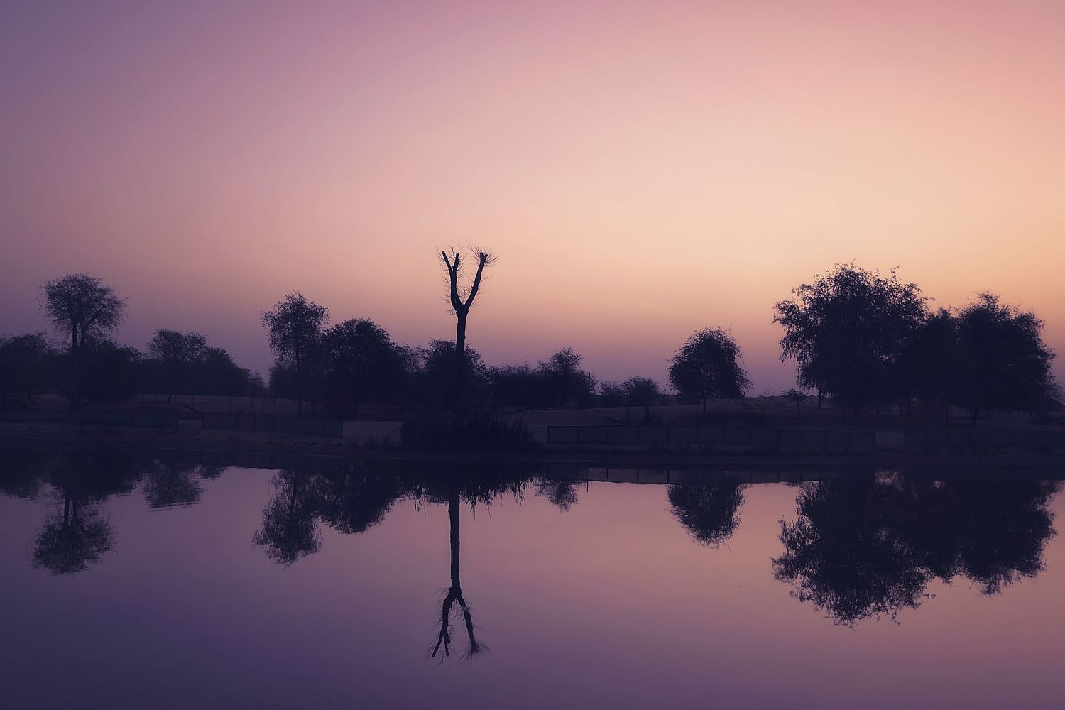 Silhouetted trees and branches reflecting perfectly in still waters during a purple sunset.