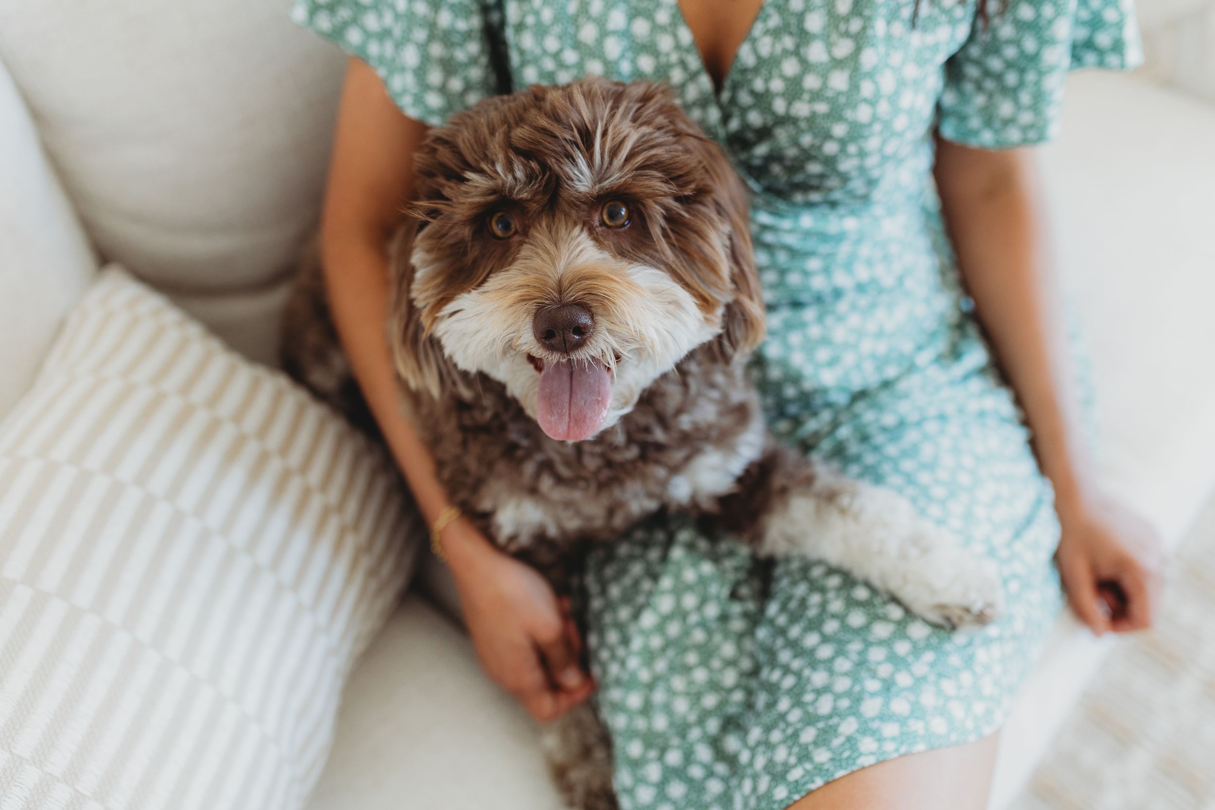 A happy brown and white dog sits on a couch next to someone wearing a floral mint green dress.