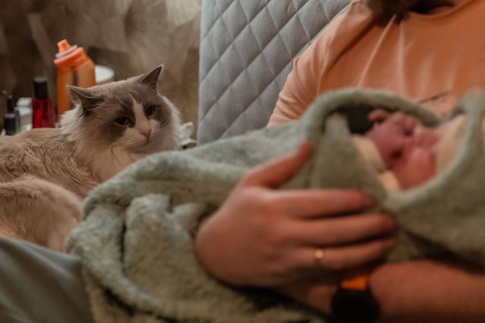 Huisdier (kat) bij kraamreportage/ na geboorte kijken bij pasgeboren baby, vastgehouden door ouder.