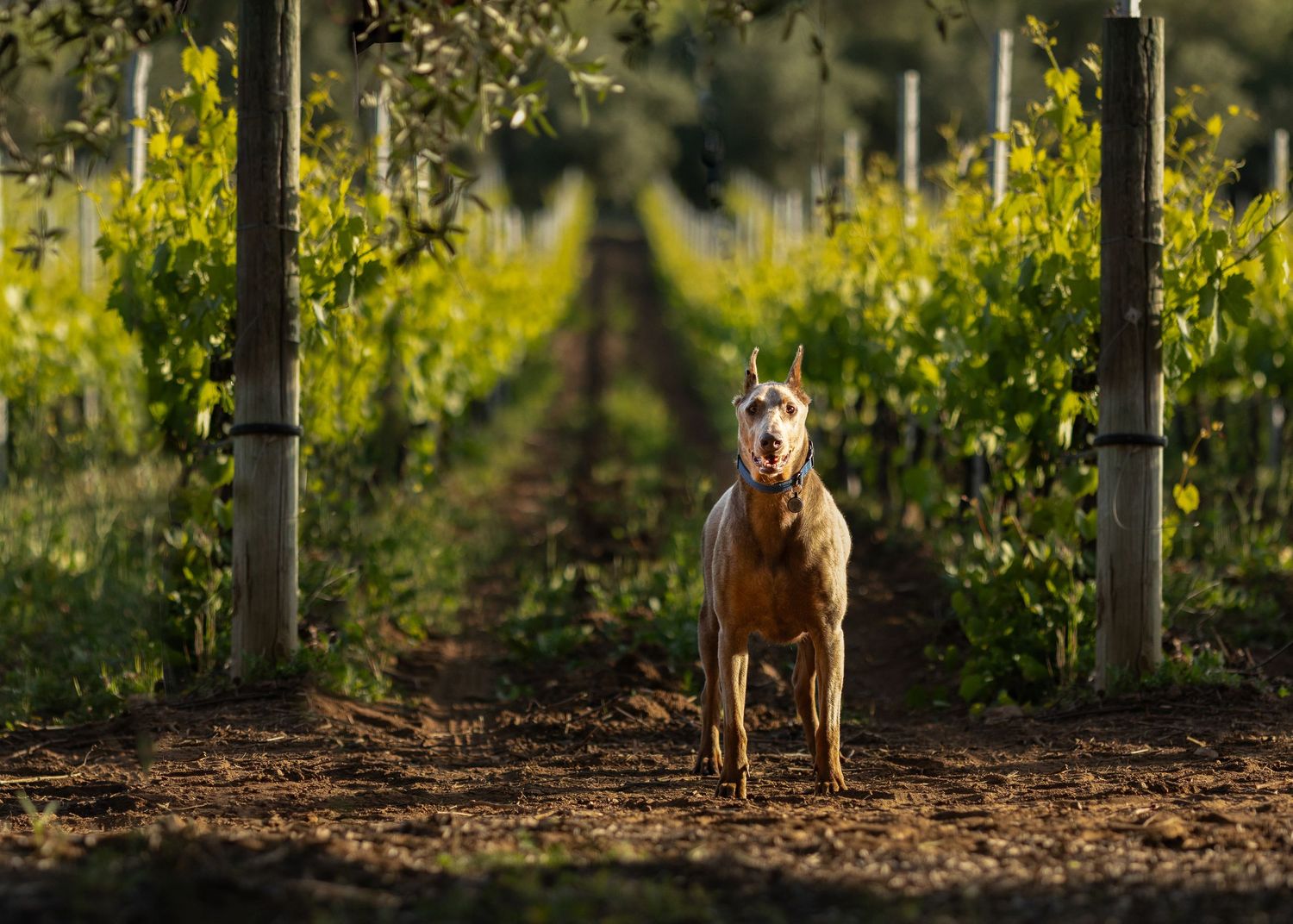 A golden brown dog stands alert in a vineyard path between rows of grapevines at sunset.