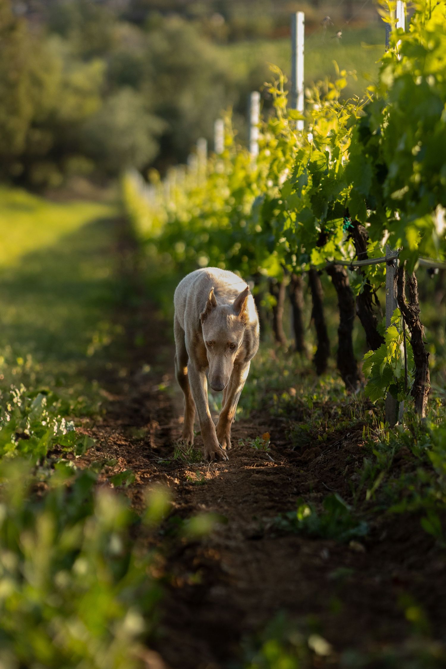 A wolf-like dog walks between rows of grapevines in a sunlit vineyard.