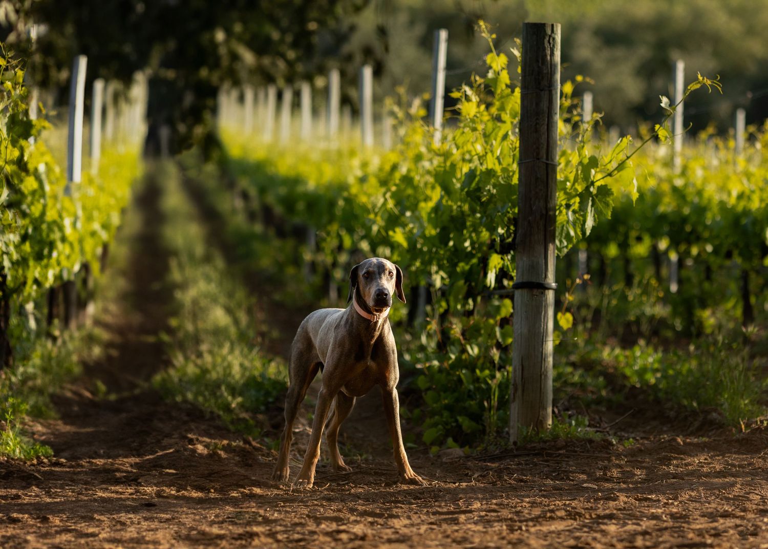 A Great Dane dog stands between rows of grapevines in a sunlit vineyard.