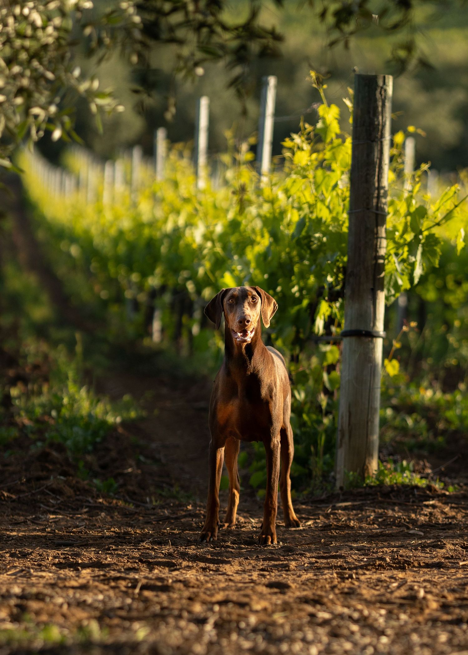 A brown Vizsla dog stands alertly on a dirt path between rows of grapevines in a sunlit vineyard.