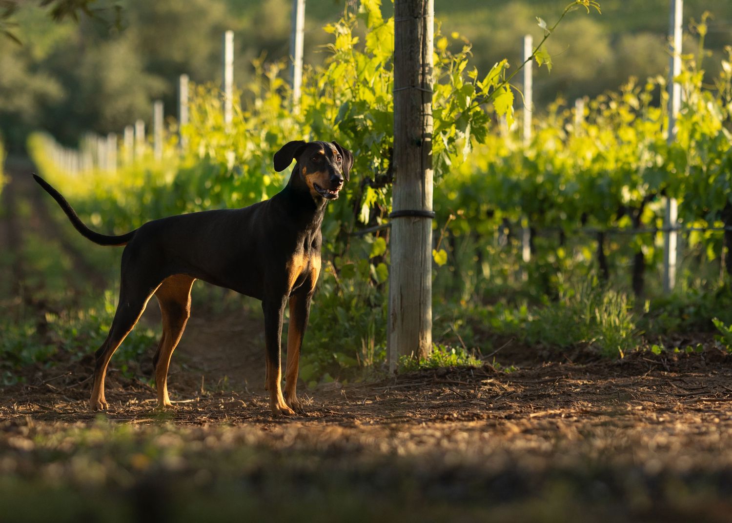 A doberman stands alert in a vineyard at golden hour, backlit by sunlight filtering through the grapevines.