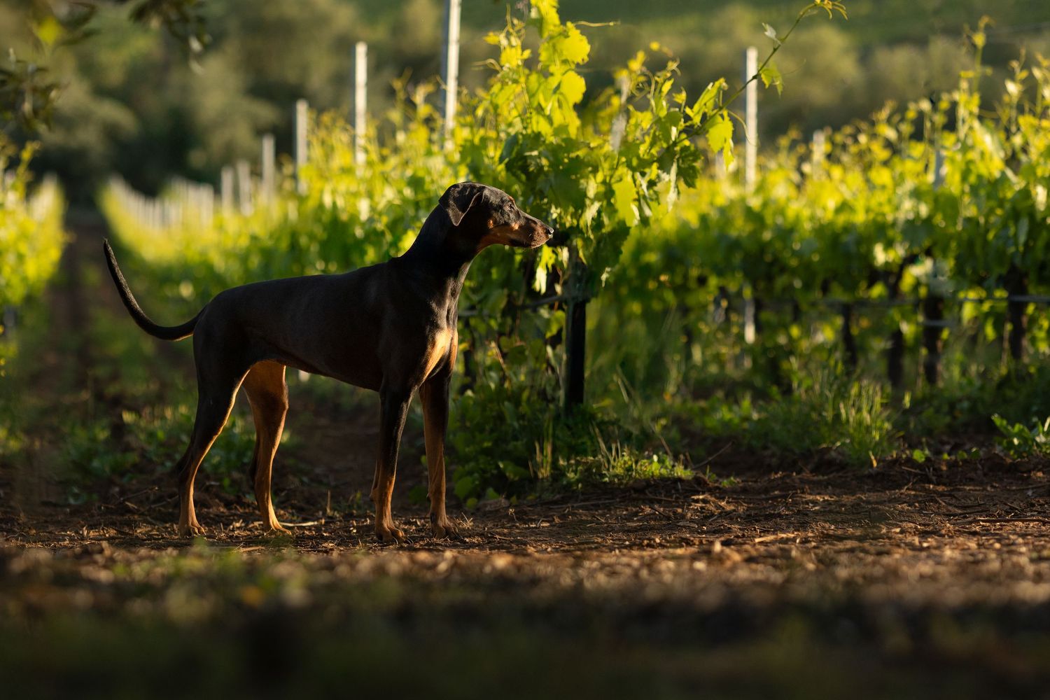Black dog stands alert in a vineyard during golden hour with grapevines illuminated by sunlight in the background.