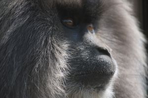 monkey deep in thought