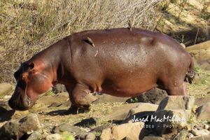 wildlife hippo