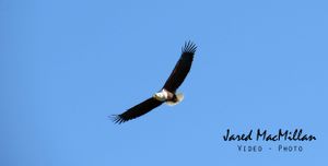 wildlife eagle