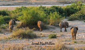 wildlife elephants