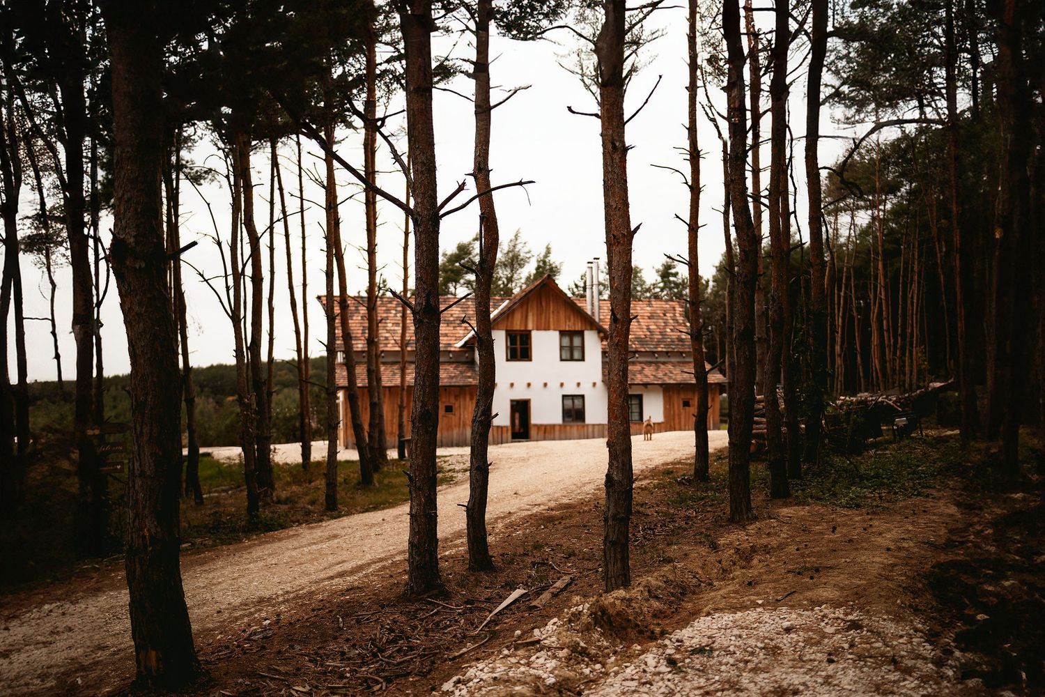 A white house nestled among tall pine trees on a winding forest path.