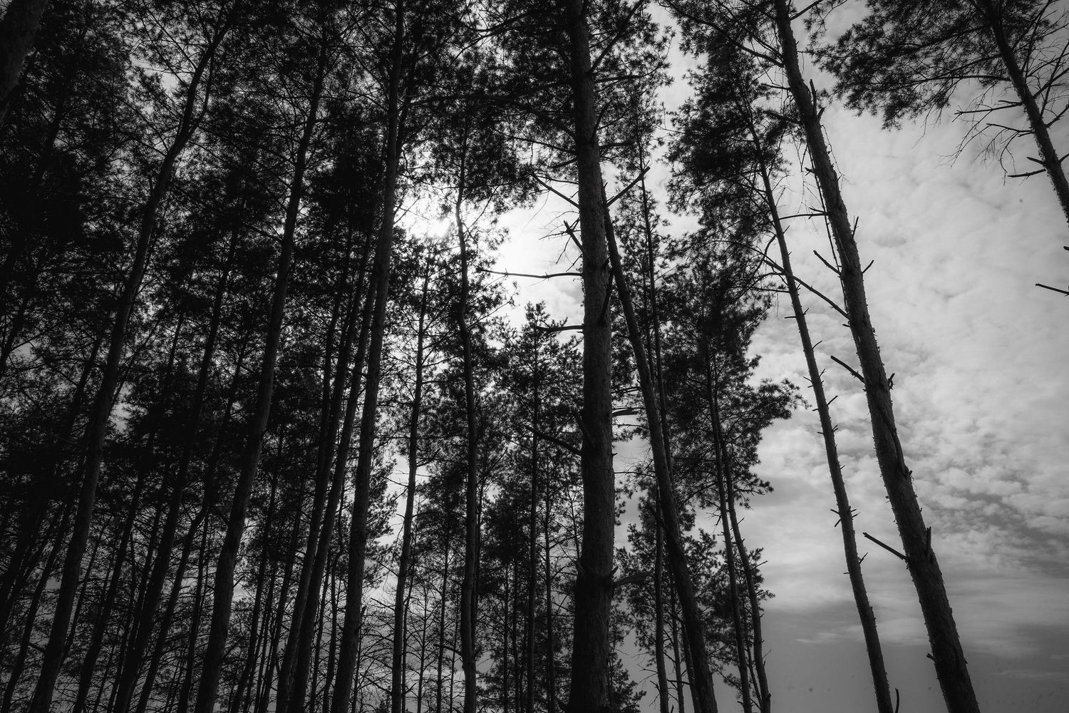 Tall pine trees silhouetted against a cloudy sky in dramatic black and white photography.
