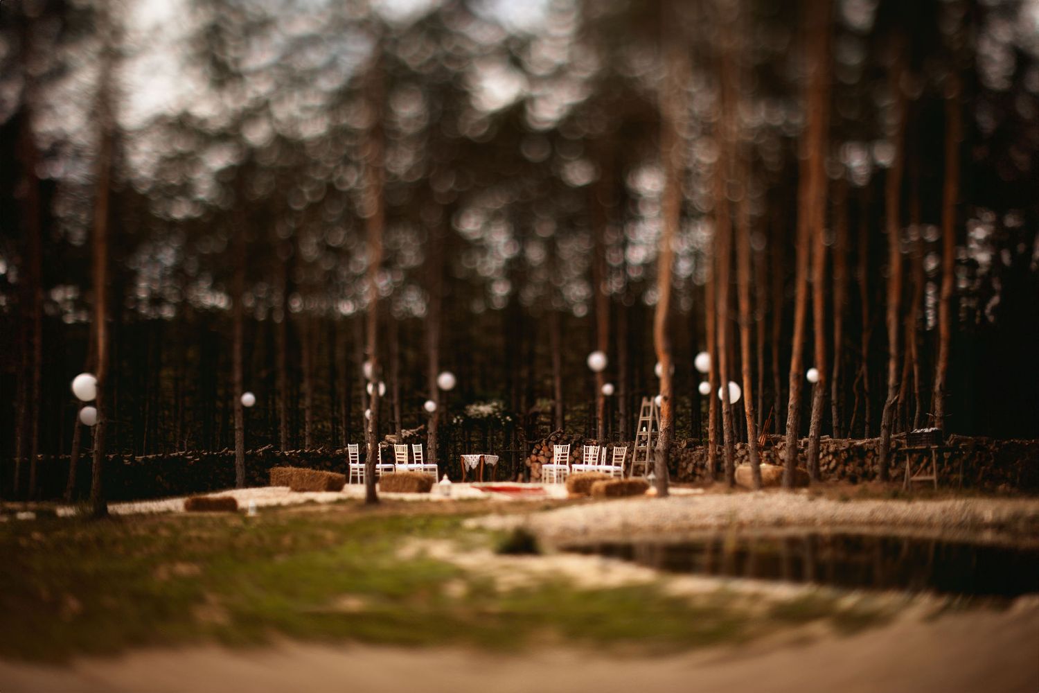 Pine forest path with bokeh effect creating dreamy atmosphere.