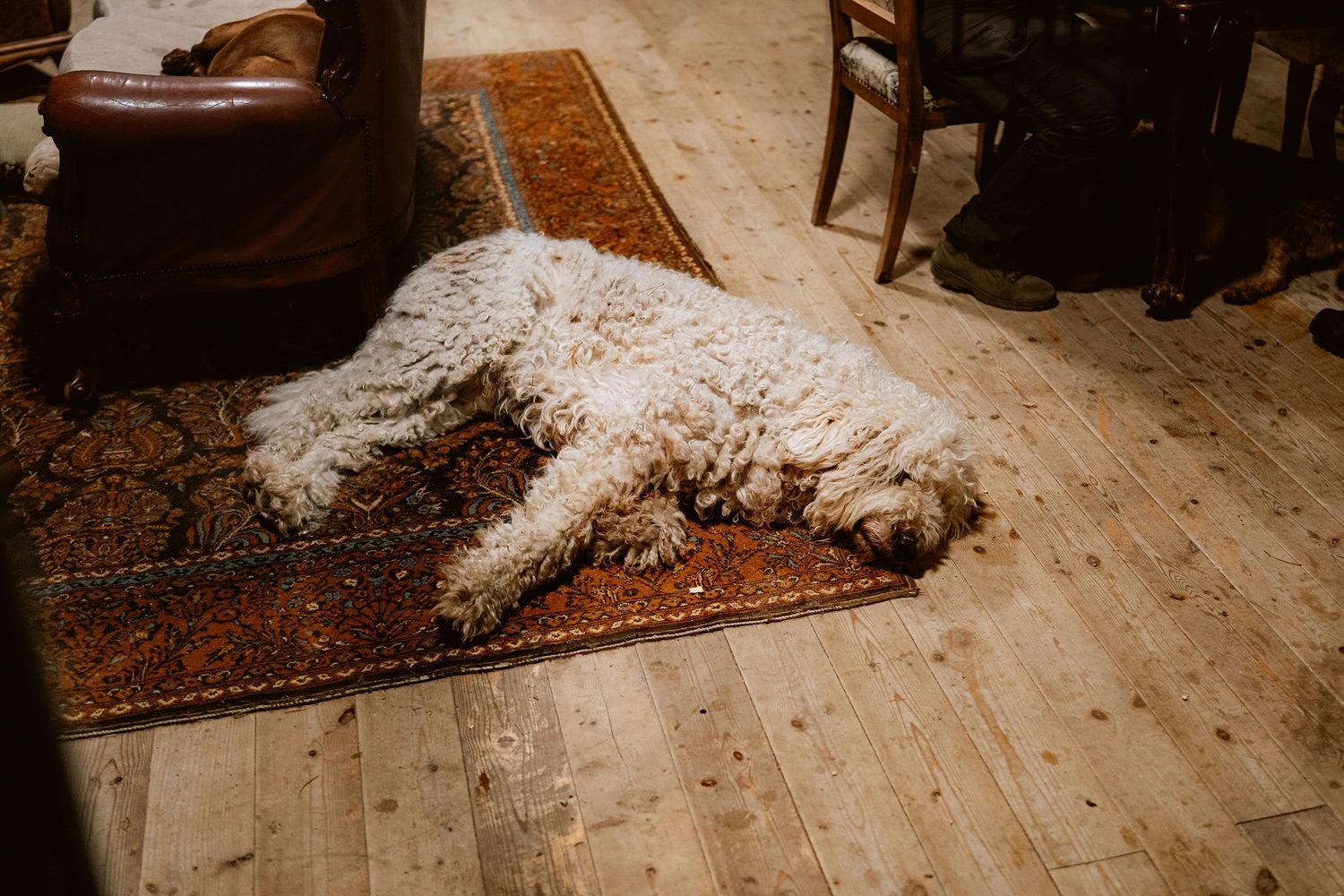 White fluffy dog sleeping on oriental rug and wooden floor.