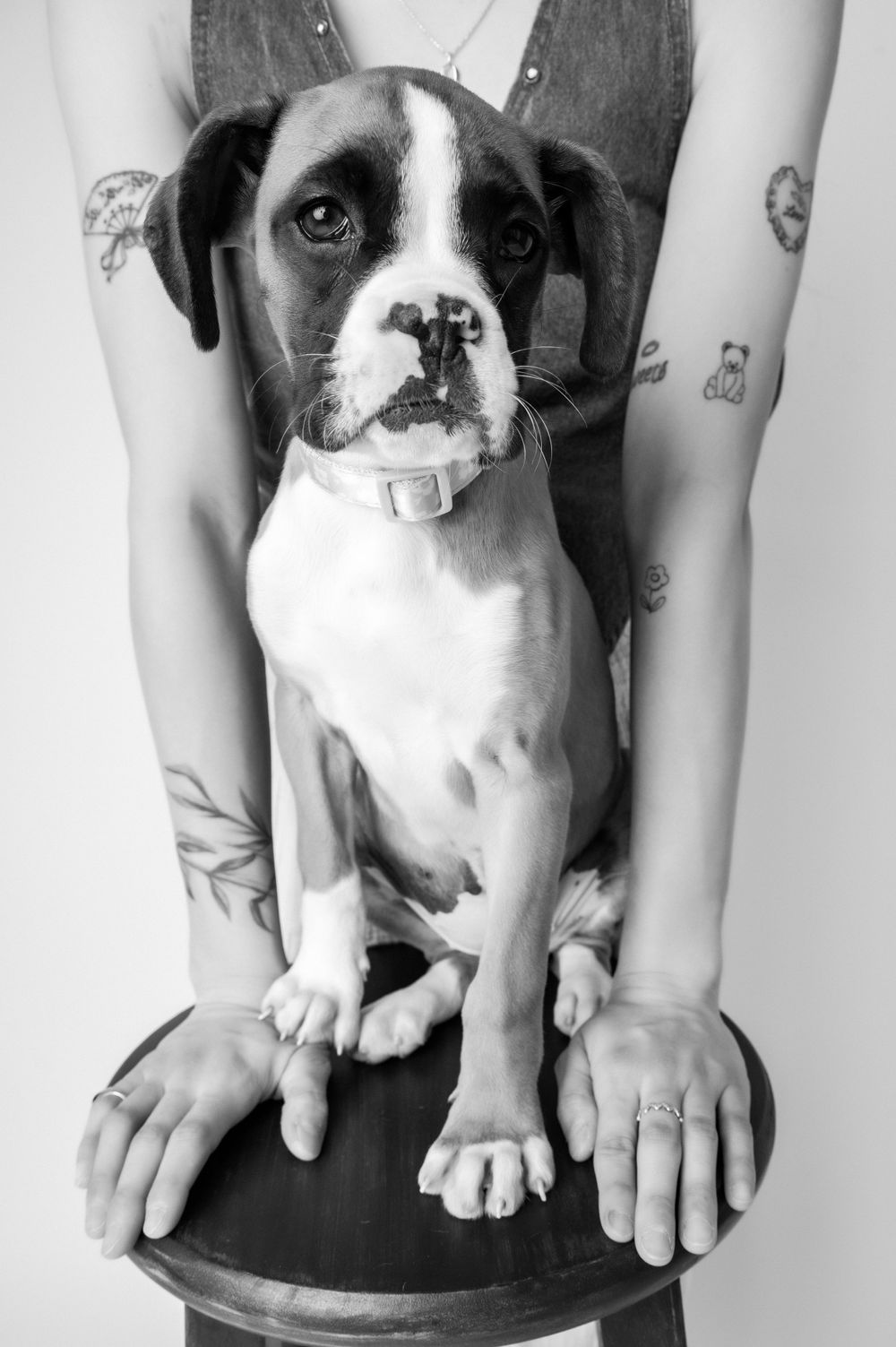 Black and white portrait of a boxer mix puppy sitting on a stool with hier momma.