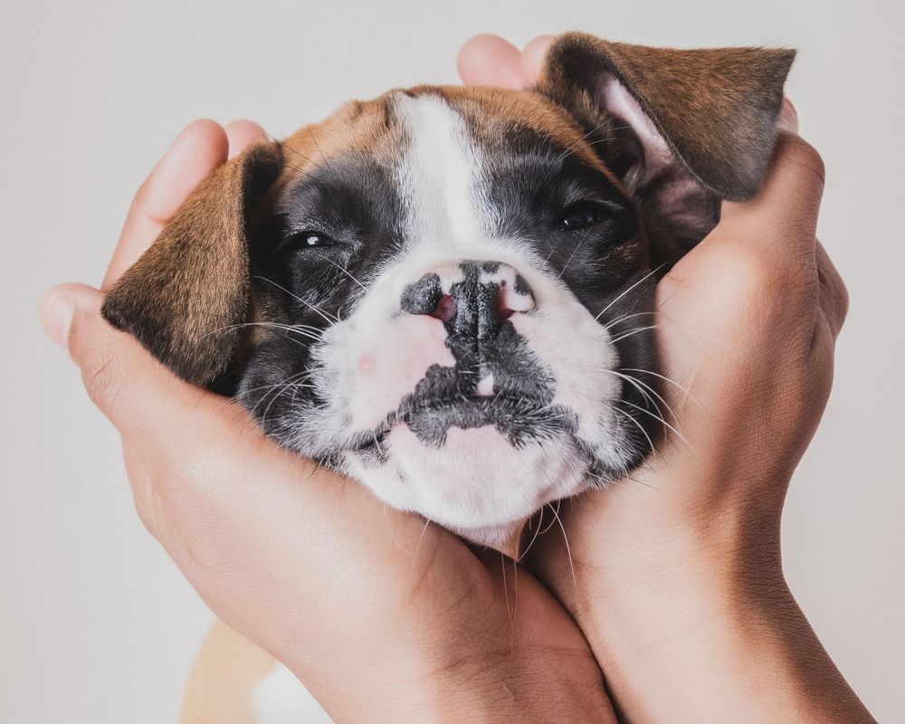 Close-up of a white and brown boxer dog's face being gently held in someone's hands against a light background.