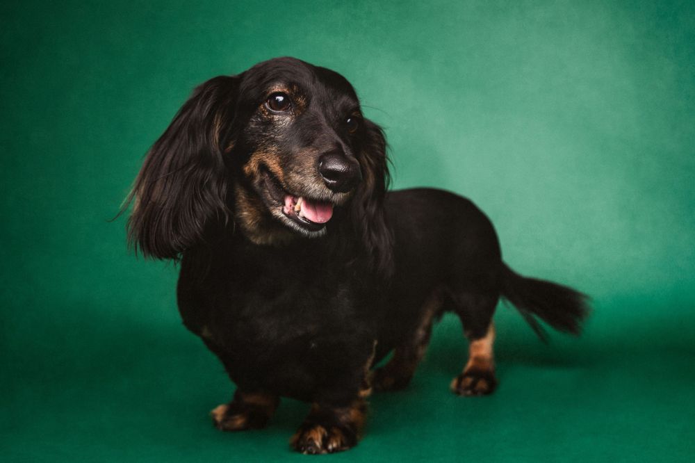 Black dachshund with long fur smiling against emerald green background during studio photo session.