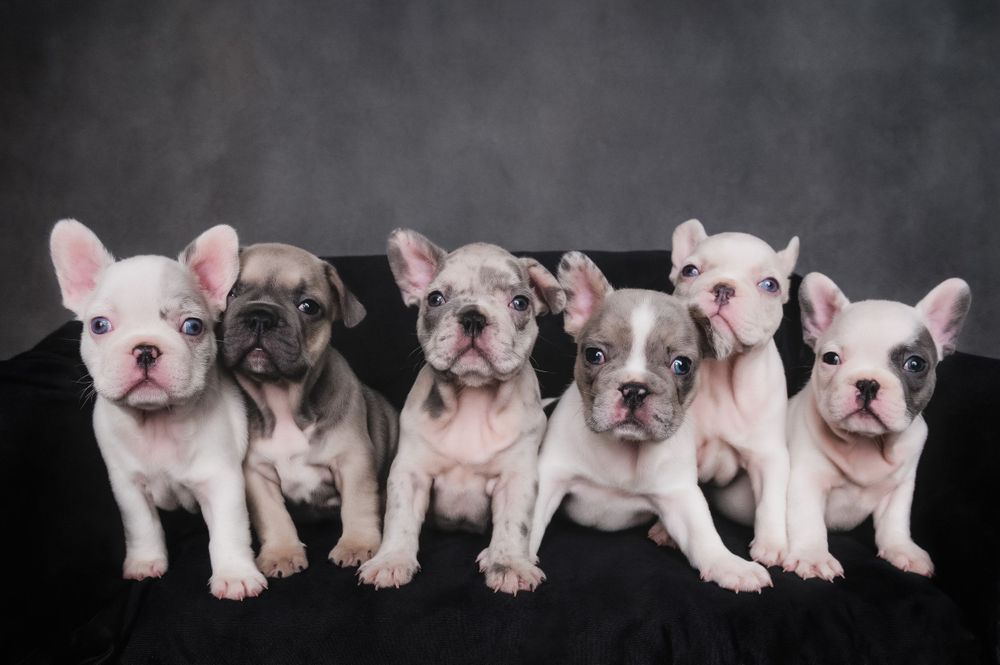 Five adorable French Bulldog puppies lined up in a row against a dark background.