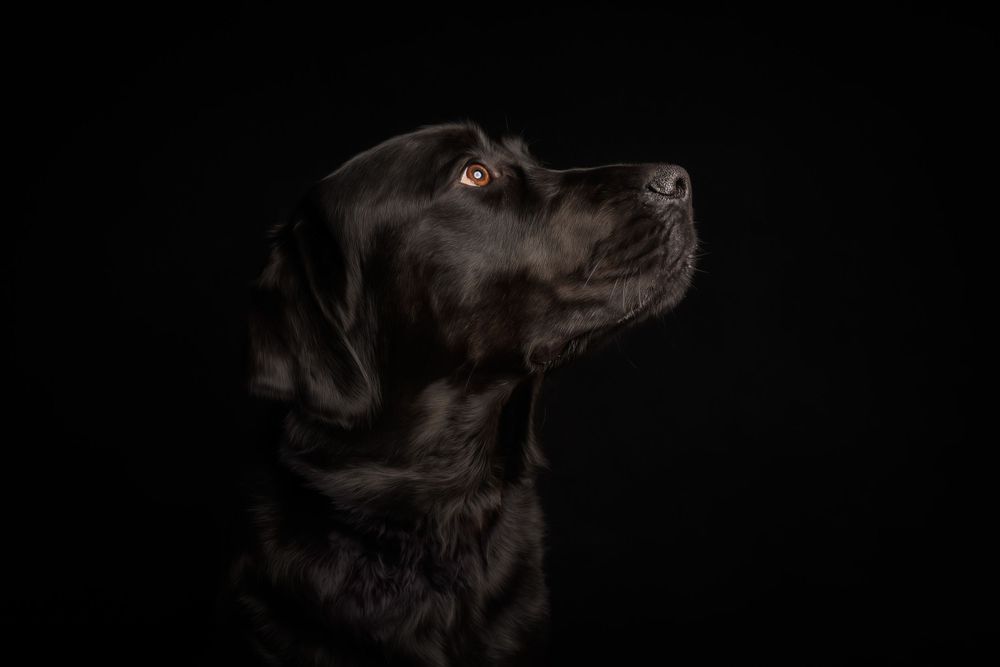 Profile view of a black Labrador retriever looking upward against a dark background.