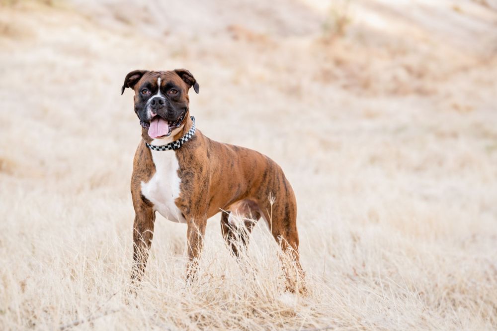 A brown and white boxer dog stands alert in a dry field of tall golden grass.