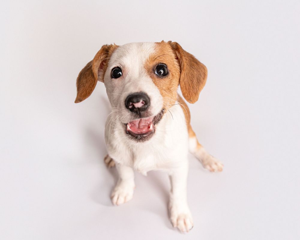 Happy Jack Russell terrier smiling at camera against white background.