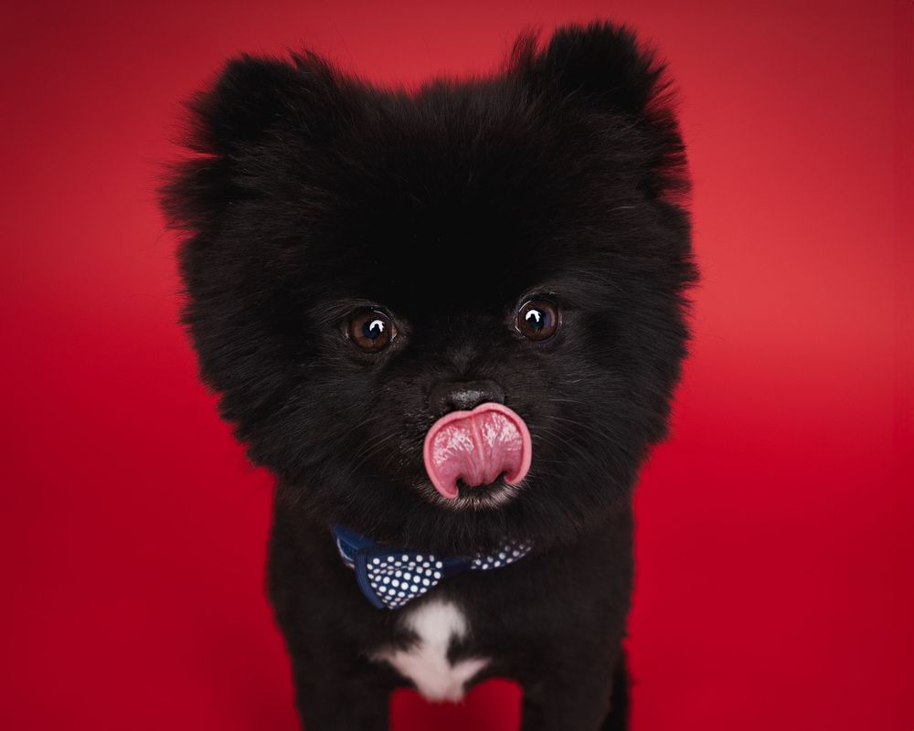 Adorable black Pomeranian puppy wearing a polka dot bow tie sticks out pink tongue against red background.