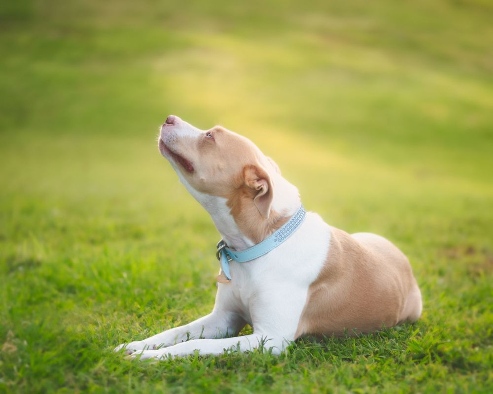 Tan and white mixed breed dog wearing blue collar lies in grass while looking up at sky with serene expression.