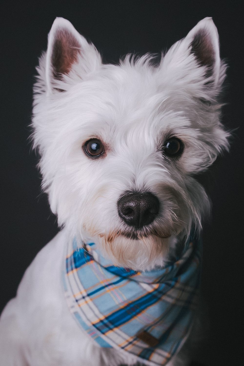 White West Highland Terrier dog wearing a blue plaid bandana and such a happy lil guy.