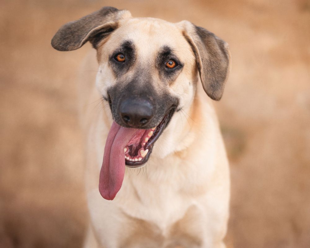 A happy tan mixed breed dog with floppy ears and pink tongue out smiles at camera against blurred brown background.