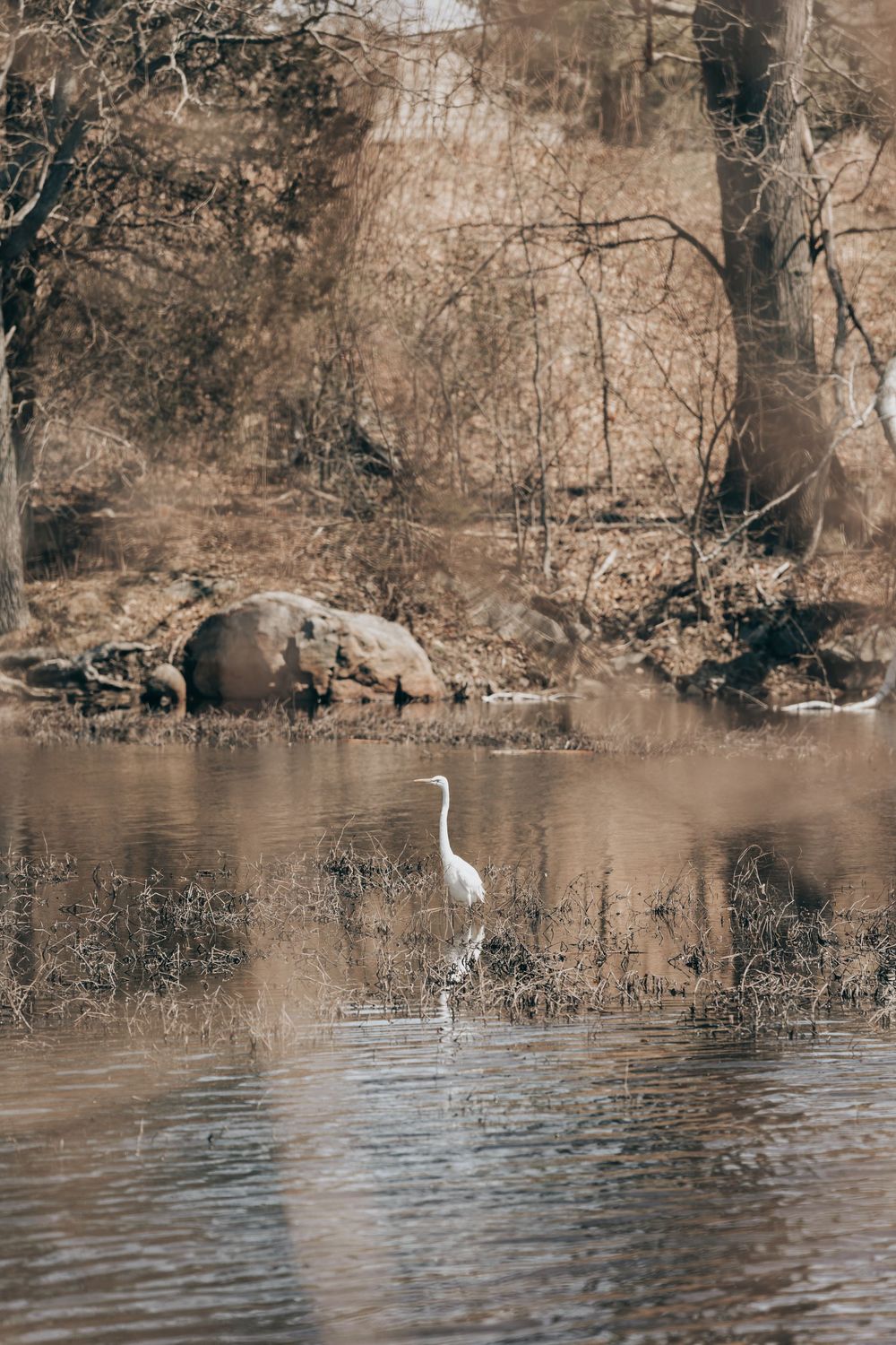 A white egret wades in calm brown waters surrounded by a winter forest landscape with bare trees and fallen logs.