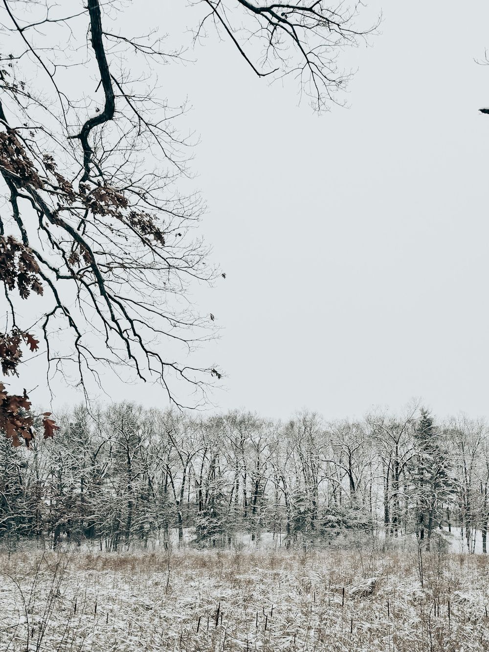 Bare tree branches frame a snowy winter landscape with frost-covered trees in the background against a misty gray sky.